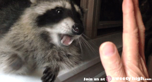 giphy (3).gif