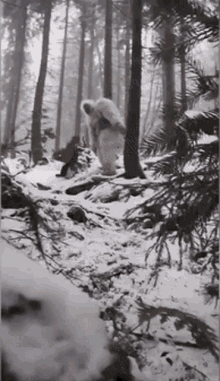 yeti-skoda.gif